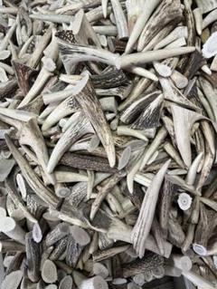 鹿の角 エゾシカ 角 角先 1kg 端材 アクセサリー パーツ 素材