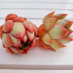 3..*・Pink Dragon・*. 多肉植物