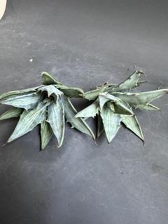 専用 2172.アガベ 多肉植物 シンプレックス スノーデビル 2株同梱 専用 2172.アガベ 多肉植物 シンプレックス スノーデビル 2株同