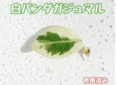 【安心の発根済株/鉢込】 斑入り パンダガジュマル 安心の発根済株/接木/鉢込】斑入り パンダガジュマル - メルカリ