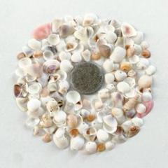 #163 天然 二枚貝 微小貝mix✴︎。ハンドメイド 貝殻 シーグラスアート