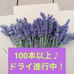 【Apple❗️】メルカリ便へ変更★長さ50cmラベンダー生花300本 shigezo様専用❗️】ラベンダーグロッソ 生花 300本❗️クール便