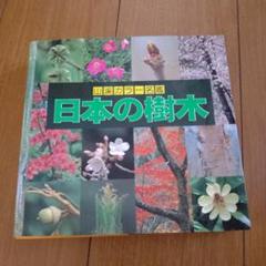 Woody Plants of Japan 日本の樹木