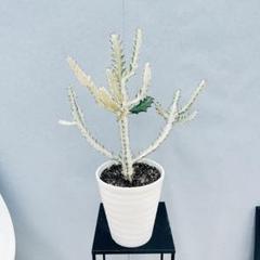現品］【希少】2番 ユーフォルビア ホワイトゴースト 7号 観葉
