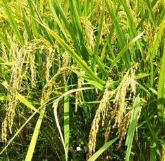 お米10㎏大分県産ヒノヒカリ(こめ・お米10キロ・玄米10㎏各種有)