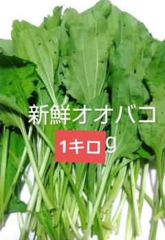 新鮮オオバコ 1キロgのサムネイル