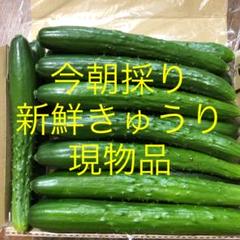 農家直送新鮮野菜キュウリ即購入OKきゅうり胡瓜