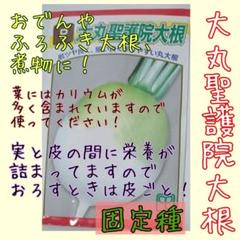 大丸聖護院大根 固定種 在来種 野菜の種 家庭菜園 種子 種