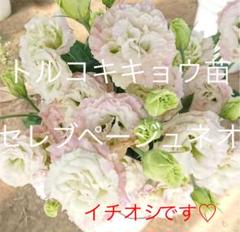 トルコ桔梗の中古 未使用品 メルカリ トルコ桔梗の中古 未使用品 メルカリ