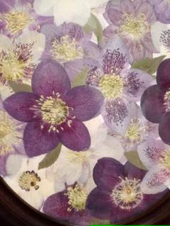 2023年最新】押し花 素材クリスマスローズの人気アイテム - メルカリ