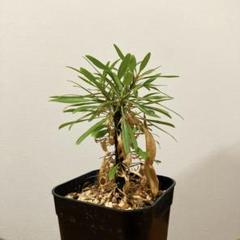 【国内実生株】フォークイエリア・プルプシー良型 ※鉢のまま発送 フォークイエリア プルプシー 国内 実生 良形 送料込み - メルカリ