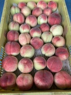 コンビニ払いNG 加工用桃　若桃　箱込み8kg 硬め 山梨県産 摘果桃(若桃)④ コンビニ払いNG - メルカリ