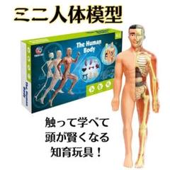 ミニ 人体模型 知育玩具 人体骨格模型医学 解剖モデル　フィギュア おもちゃ