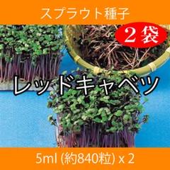 スプラウト種子 S-02 レッドキャベツ 5ml 約840粒 x 2袋
