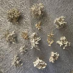 珊瑚まとめ売り　　サイパン
