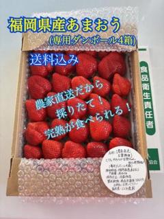 しろあずき様ご相談【農家直送・お買得便】とてもやわらか甘熟ちゃん加工用特価！！ しろあずき様ご相談【農家直送・お買得便】とてもやわらか甘熟