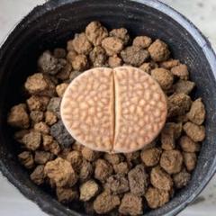 ※限定セール　生ける宝石　リトープス  lithops 島田　保彦 2025年最新】リトープス 本の人気アイテム - メルカリ