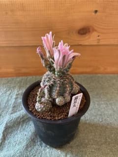 2025年最新】王冠竜の人気アイテム - メルカリ 