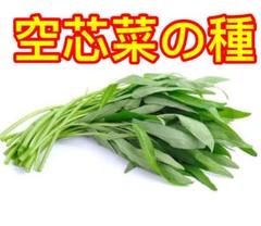 空芯菜 の種 400粒以上