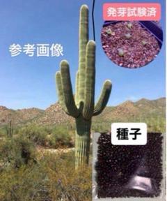 弁慶柱 サボテン 専用となります サボテン：弁慶柱 （べんけいちゅう） 5号鉢植え の通販 | 園芸