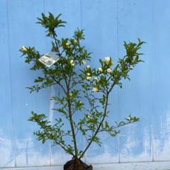 白ザクロ【泰山三白】大実・白花・白実⭐︎開花中！ - メルカリ