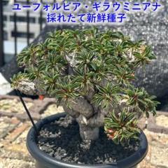 AAA　ギラウミニアナ種90粒 ユーフォルビア ギラウミニアナ 種子 4粒 あかる 匿名配送 (ギ07)