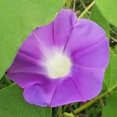 ♪ 朝顔の種