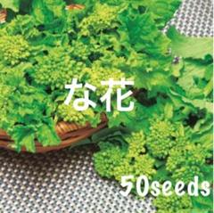 まき時! 菜花 ドドーンっと! 種50粒!