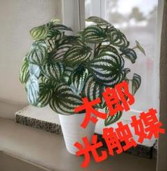 光触媒　人工観葉植物　ウォールグリーン　フェイクグリーン　スイカペペロミア