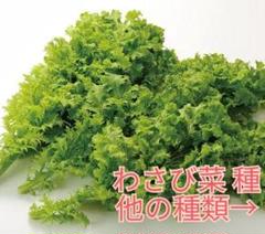 野菜種☆わさび菜☆変更→つるなしいんげん 小蕪 つるむらさき ほうれん草