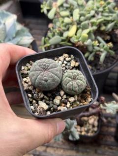 ユーフォルビア　オベサ　雄雌セット　2株セット　 実生　サボテン　鉢付き 2号X2WO》ユーフォルビア オベサ 雌雄セット - その他多肉植物セール