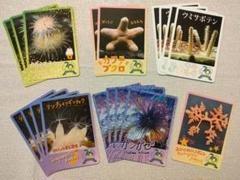 鳥羽水族館　コレクションカード　へんな生きものシリーズ