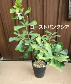 ERI♡ バンクシア　マージナータ　ポット苗10。ワイルドフラワー バンクシア マージナータ 鉢植え ワイルドフラワー 苗 盆栽
