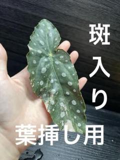 植物地獄様　レイヴン / マクラータ斑入り　葉挿し1枚 新作 植物地獄様 レイヴン / マクラータ斑入り 葉挿し1枚 その他