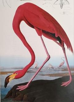 オーデュボン　バードイラスト　シート　　ポスター　アメリカの鳥類　フラミンゴ