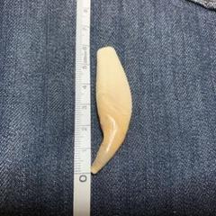 【希少品】　熊の牙 アクセサリー等に