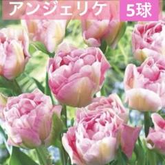 2025年最新】チューリップ球根 アンジェリケの人気アイテム