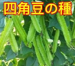 四角豆の種 30粒