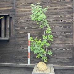 マルバアオダモ/株立ち【現品発送】管理70560 マルバアオダモ/株立ち【現品発送】管理70560 - メルカリ