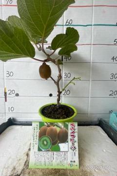 【30g】純花粉　キウイフルーツ　花粉　雄花　日本製 30g】純花粉 キウイフルーツ 花粉 雄花 日本製 園芸用品