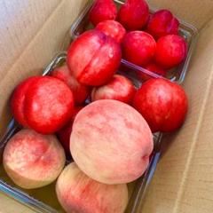 信州産 果物 セット ネクタリン 桃 プラム 2kg クール #m - メルカリ