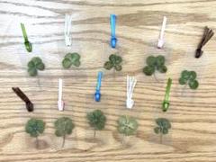 ハンドメイド　四葉♡五葉のクローバー押し花しおり　クリア10枚セット