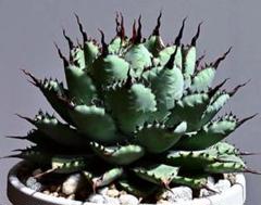 うんぱ　屈原の舞扇　吉翔冠錦2株　セット　地植え　チタノタ アガベ 屈原の舞扇 2.5号(1鉢) | チャーム