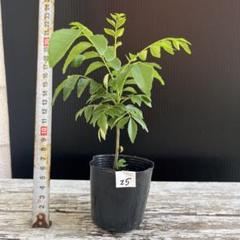 ひろひろ様　おまとめ５苗　カレーリーフ　ポットのままお送りします カレーリーフ苗 ポットのまま発送します 5 - メルカリ