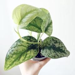本日限定値下げ スキンダプサス エメラルド 美株 2025年最新】Scindapsusの人気アイテム - メルカリ