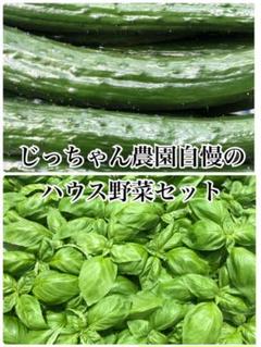 胡瓜 きゅうり キュウリ バジル ばじる 新鮮野菜 農家直送