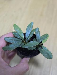 2025年最新】bucephalandra auroraの人気アイテム - メルカリ