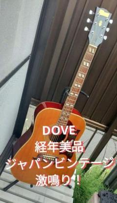 美品 激鳴り! ジャパンビンテージ DOVE Wピックアップ付エレアコ 美品 激鳴り! ジャパンビンテージ DOVE Wピックアップ付