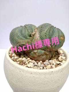 ダブルヘッド 2頭 巨大 ユーフォルビア オベサ Euphorbia obesa