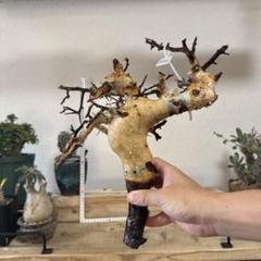 b*y様 KF14 コミフォラ ピュア カタフ ソマリア 現地株 下処理済み k*4様 K74 コミフォラ ピュア カタフ ソマリア 現地株 新着 下